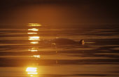 minke at sunset