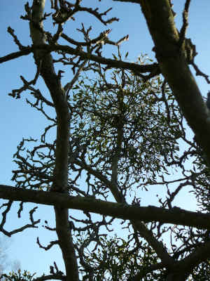 druid grove with mistletoe