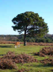 new forest